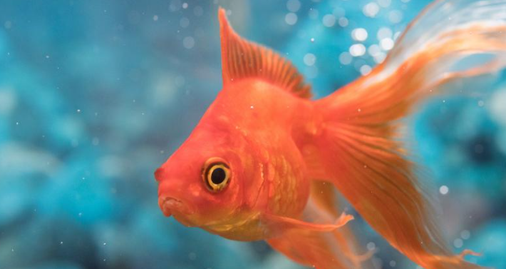 Goldfish का scientific नाम क्या है – सुनहरी मछली का बैज्ञानिक नाम?